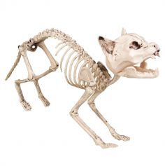Décoration Halloween - Squelette de Chat 