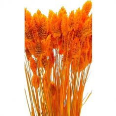 Bouquet de Phalaris - 60 cm environ - Couleur au Choix