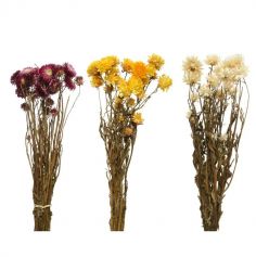 Bouquet d'hélichryse séché - 50 cm - Couleur au choix | jourdefete.com